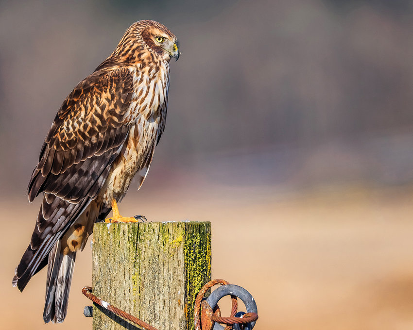 A female northern harrier rests on a post at the Ridgefield National Wildlife Refuge's River S Unit on Saturday, Feb. 25.