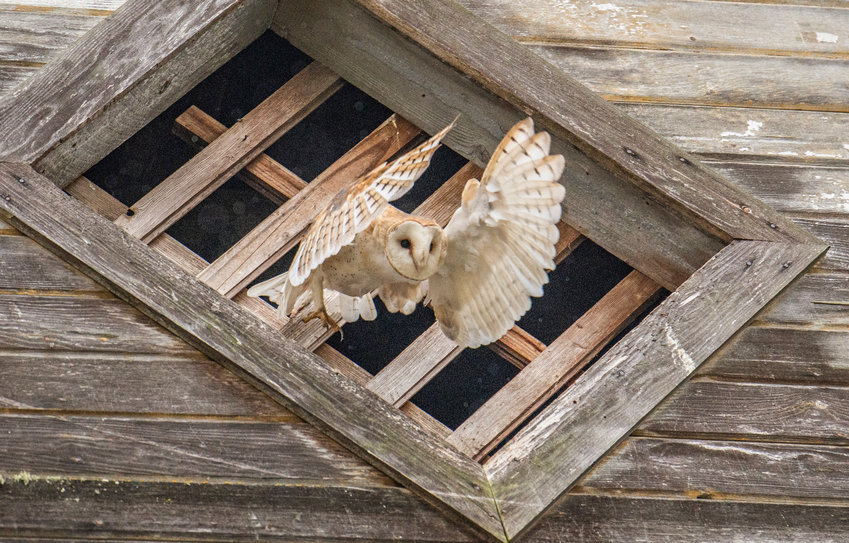 While exiting a barn in Adna Sunday morning, a barn owl expands its wings and prepares to fly.