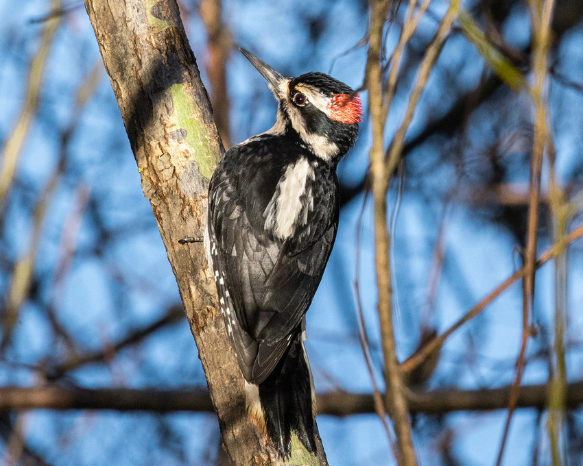A hairy woodpecker climbs a tree next to Fort Borst Lake in Centralia on Monday afternoon in the sun.