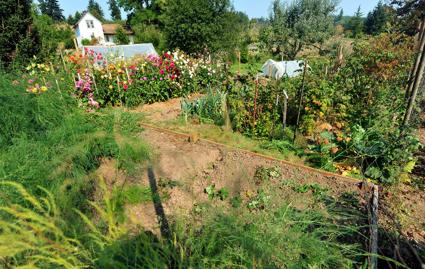 Master Gardener Ed Schroeder's garden is pictured in Chehalis in this Chronicle file photo.