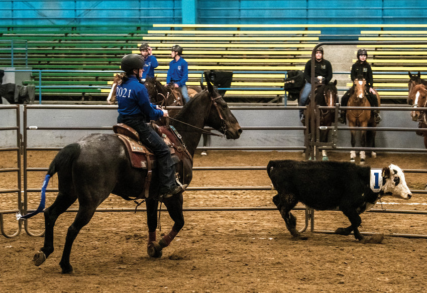 Hockinson&rsquo;s Clara Dewitt sorts cows during an equestrian meet for district 6 of the Washington High School Equestrian Team program on Sunday, March 19.