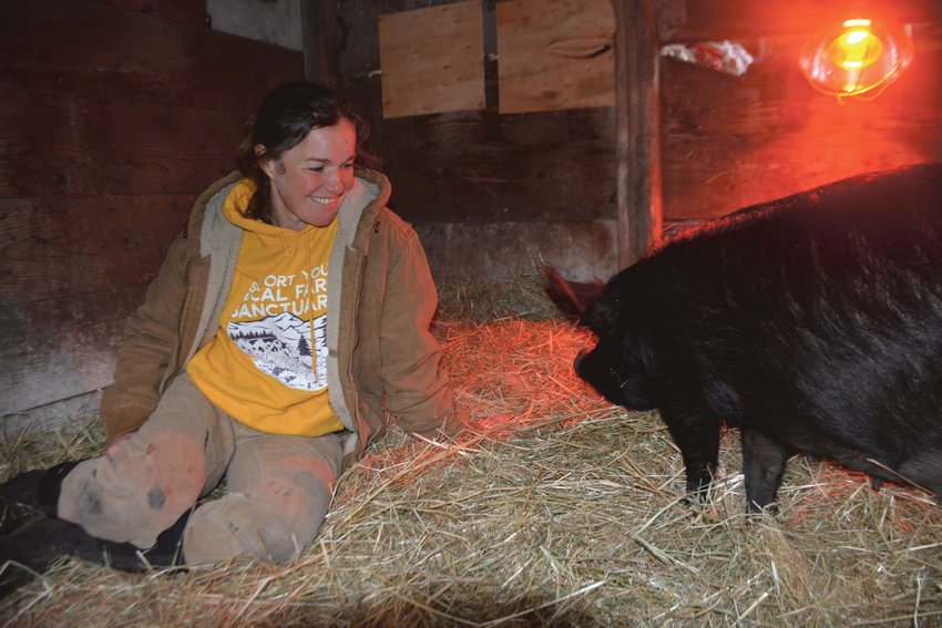 Kate Tsyrklevich smiles as she tends to a pig that recently gave birth to seven piglets at Heartwood Haven animal sanctuary in Roy.