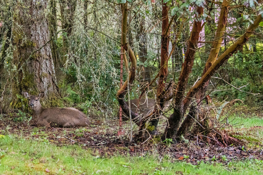 A deer sits in a yard under a madrone tree.