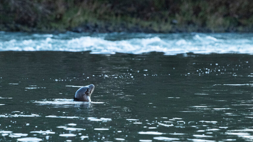 A sea lion, about 70 miles upstream from the Columbia River, pokes its head above the water on the Cowlitz River where hatchery salmon were released Monday.