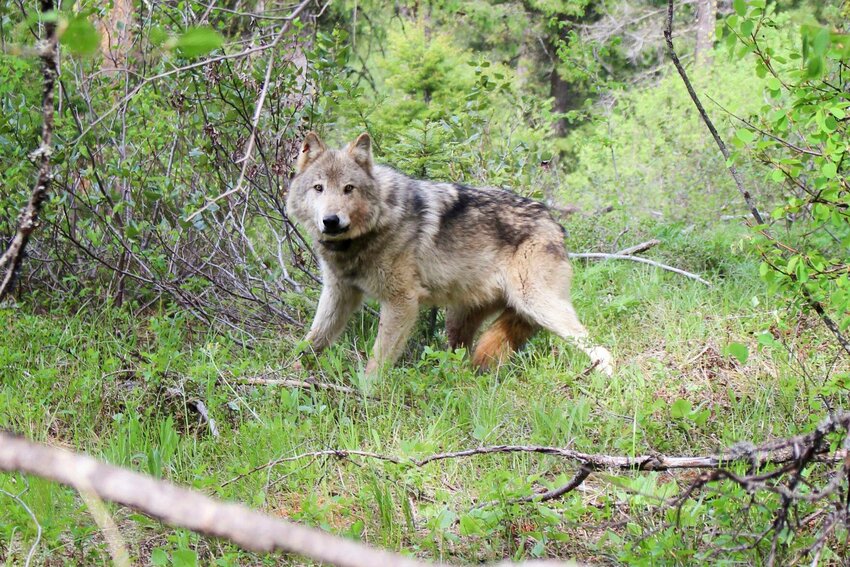 FILE PHOTO &mdash; A wolf is photographed in the central Cascades near Teanaway in Kittitas County.