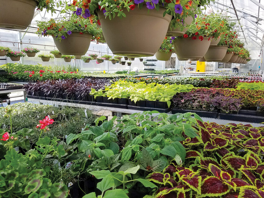Plants that will be available for purchase during a sale in May sit in a greenhouse at Woodland High School.