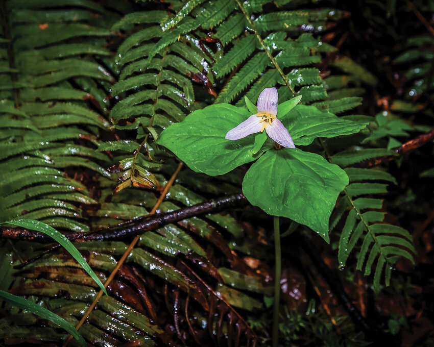 A Pacific trillium grows at Battle Ground Lake State Park on a rainy afternoon on Thursday, April 20.