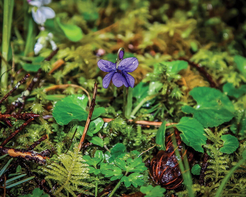 A sweet violet, which is labeled as an exotic flower to Washington, blooms at Lucia Falls County Park on Thursday, April 20.
