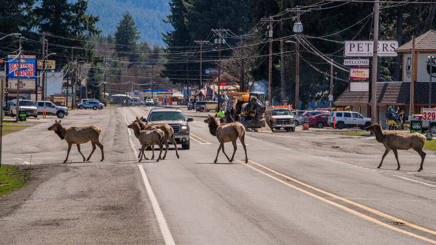 Elk cross U.S. Highway 12 on Tuesday, April 25, 2023 in Packwood.