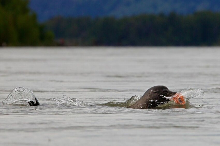 A sea lion eats a salmon.