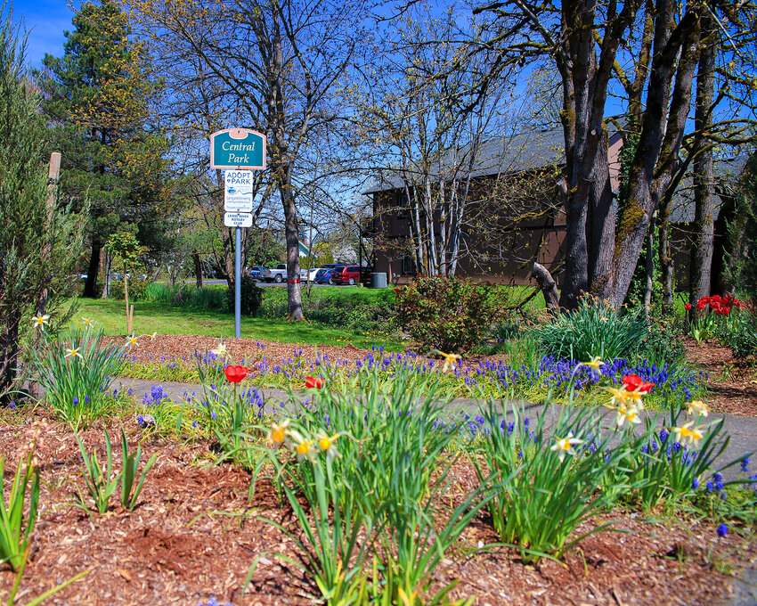 Flowers begin to bloom at Battle Ground Central Park on Thursday, April 27.