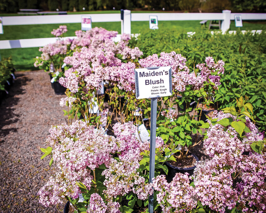 Maiden's Blush, an early blooming lilac, sits in the for sale section of the Hulda Klager Lilac Gardens in Woodland on Tuesday, April 25.