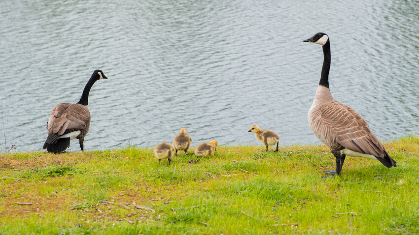 FILE PHOTO &mdash;&nbsp;Geese and goslings roam around the water's edge at South County Park in Toledo last month.