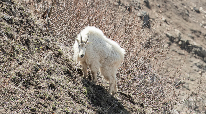 A large adult mountain goat grazes on hillsides near Mount St. Helens, just off the trail from the Johnston Ridge Observatory on Thursday, May 11.