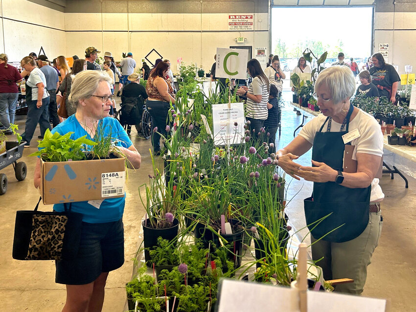 The Washington State University Extension Lewis County Master Gardeners' 2023 Spring Plant Sale took place at the Blue Pavilion of the Southwest Washington Fairgrounds on Saturday, May 13 and Sunday, May 14. A large assortment of plants were available at the sale, which has been put on by the Master Gardeners for at least 15 years. Plants for sale were grown by members of the Master Gardeners program and included tomatoes, hanging flower baskets, maple trees, pine trees, bushes, perennials, annuals, tomatoes, orchids, cactuses, irises, native and regular strawberries, violets, egg plants, many kinds of squash, raspberries and succulents.