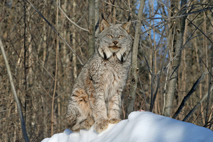 A Canada lynx sits watchfully in the snow. (Christy Hader/Dreamstime/TNS)