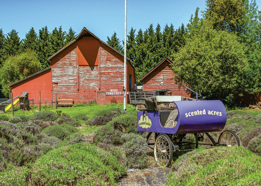 The lavender field at Scented Acres prepares to bloom on Wednesday, May 10.