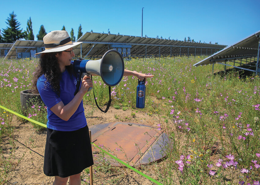 Ashley King, with Clark Public Utilities, points out native wildflowers in the community solar project during a tour at the Pollinator Festival on Saturday, June 24