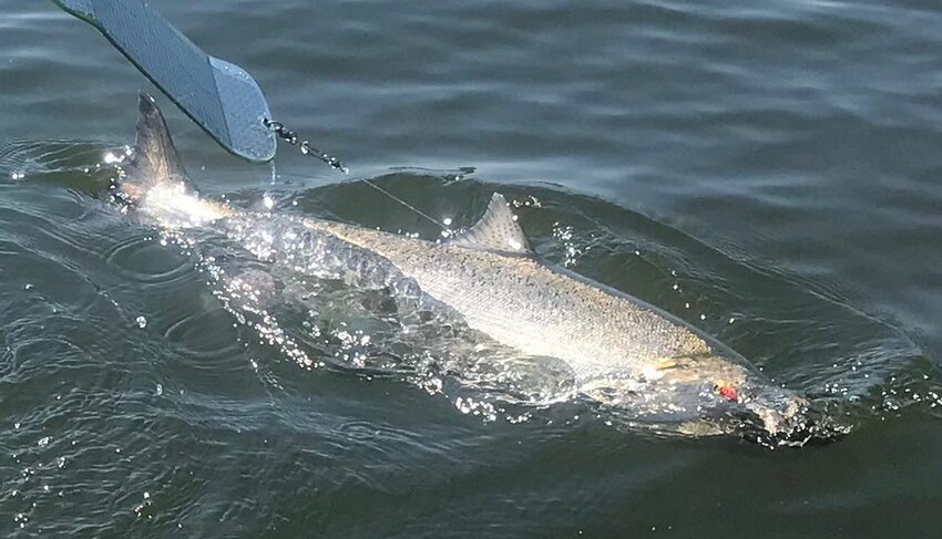 Summer chinook fishing will close Friday evening from Astoria to Priest Rapids Dam.