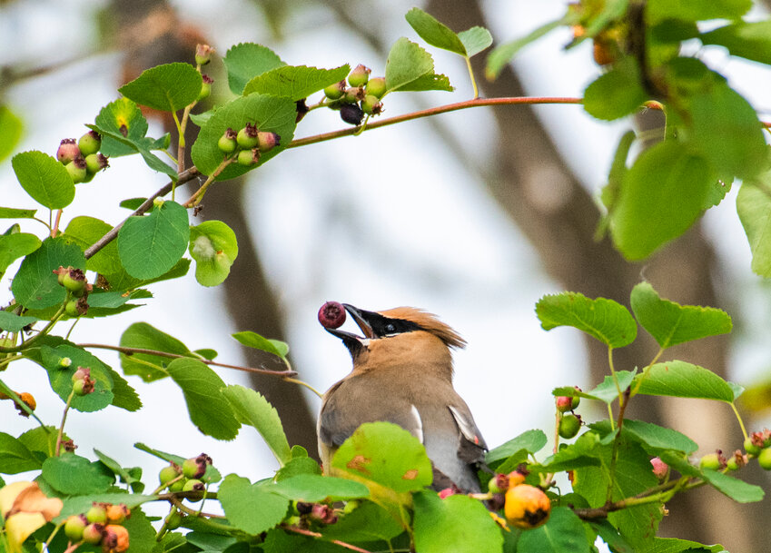 The Chronicle&rsquo;s July 1 Beak of the Week is the colorful cedar waxwing.