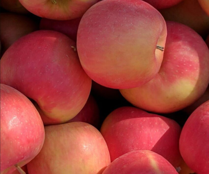 The apple was called &quot;WA 64&quot; and is a cross between Honeycrisp and Cripps Pink.