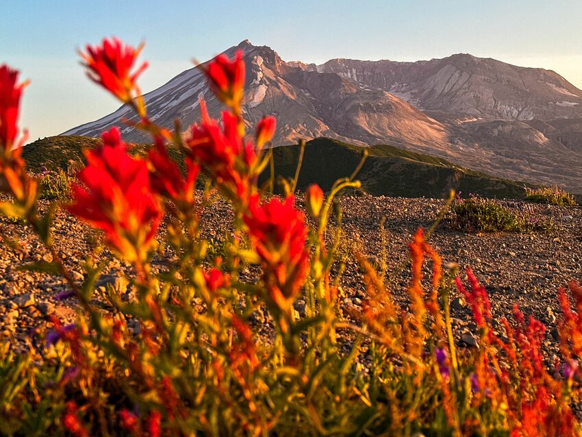 Mount St. Helens towers over the horizon at sunset beyond Indian paintbrush rosettes along Windy Ridge on Thursday, July 6.