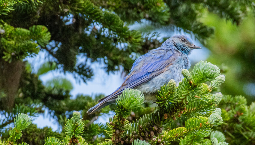 A brightly-colored male mountain bluebird perches on an evergreen tree at Sunrise, the highest elevation drive-up point in Mount Rainier National Park, on Thursday.