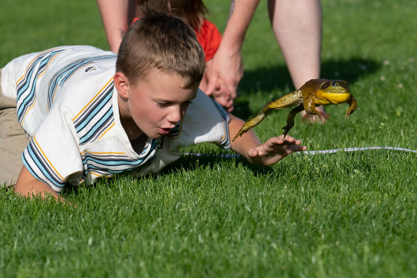 Silas Wheeler spooks his frog into flight at the frog jumping contest at Toledo Cheese Days, July 7 at Ted Hippi Field.
