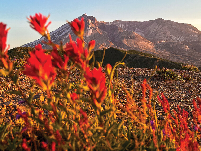 Mount St. Helens towers over the horizon at sunset beyond Indian paintbrush rosettes along Windy Ridge on Thursday, July 6, 2023.