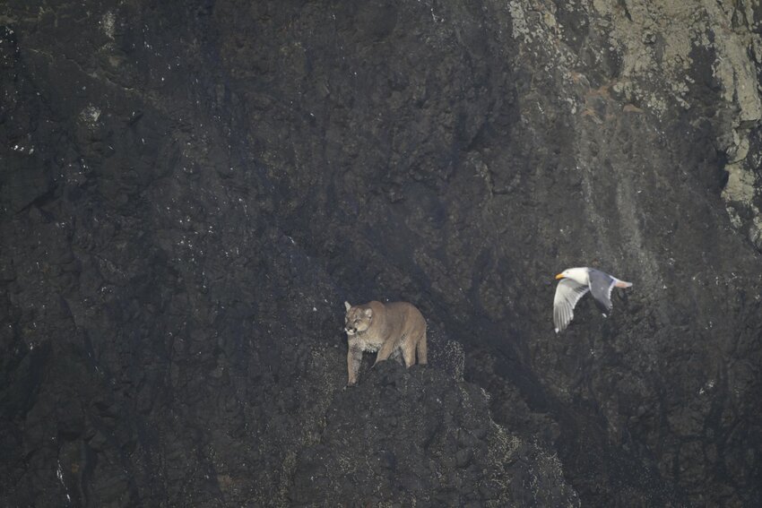 Photo of the mountain lion on the rock by Khula Makhalira shared by Oregon Coast National Wildlife Refuges.