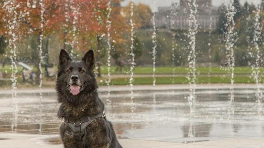 Melnic, an Olympia Police Department K9, posed for several photos around Olympia for the annual &ldquo;Where&rsquo;s Melnic?&rdquo; scavenger hunt.