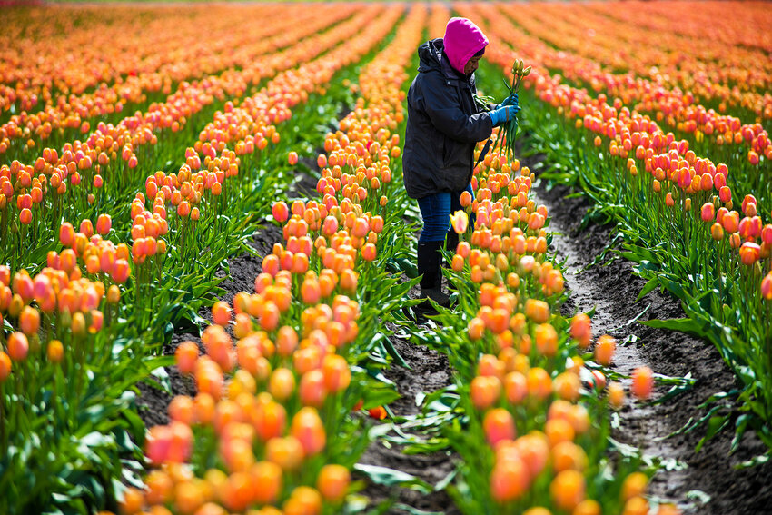 A DeGoede Bulb Farm employee picks tulips in the field in Mossyrock in April 2014.