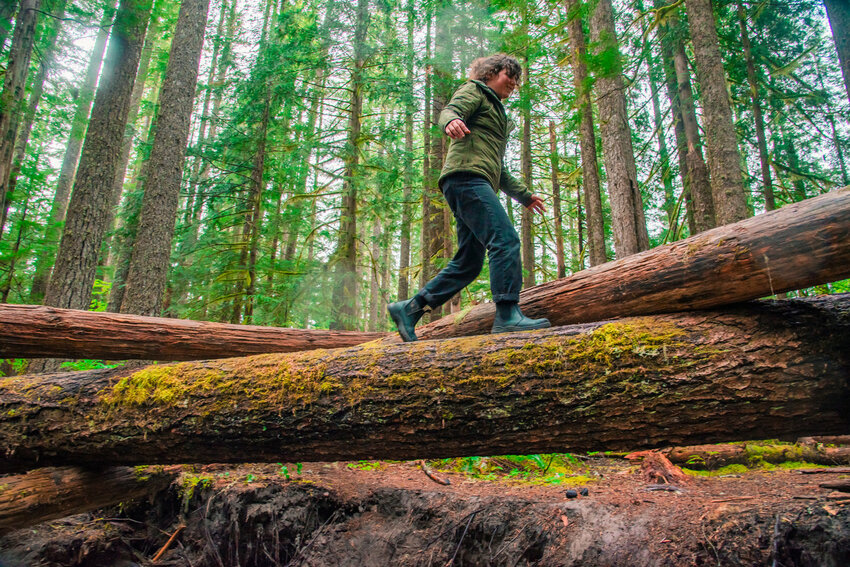 Former Chronicle reporter Claudia Yaw walks along fallen trees at the Trail of Two Forests.