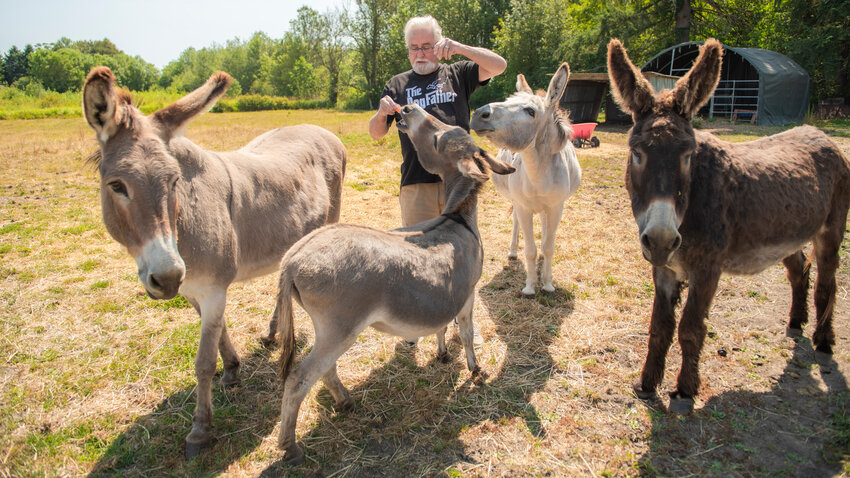 Chuck Snipes feeds carrots to rescue donkeys CeeCee, Fella, Rosie and Bob at his Chehalis residence on Thursday.
