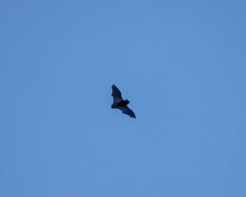A big brown bat flies over rural Clark County near Lewisville Park during blue hour shortly after complete sunset.
