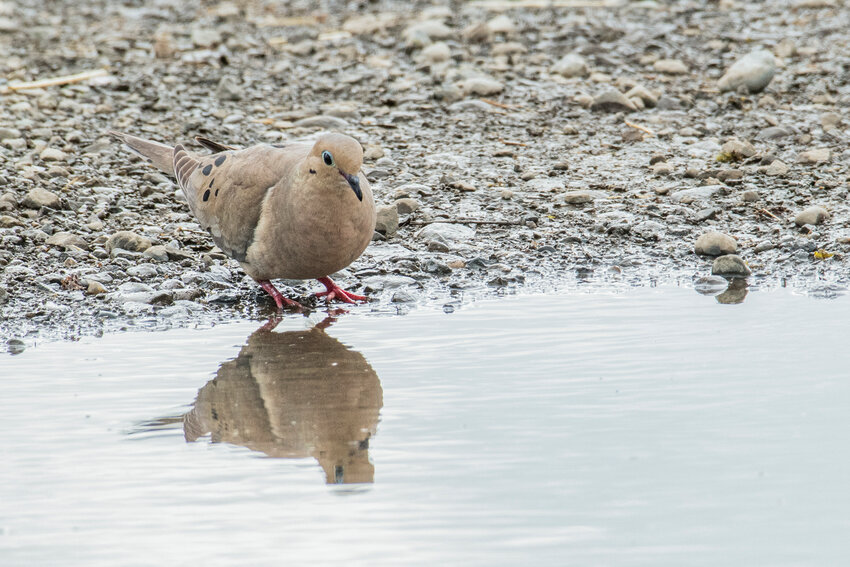 A mourning dove eyes its reflection on a puddle in Chehalis.