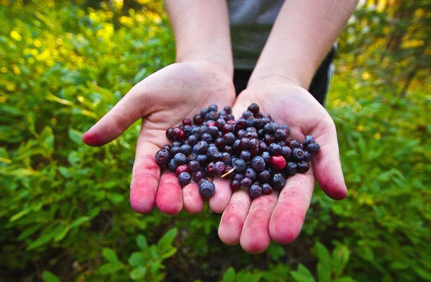 Huckleberries from the Gifford Pinchot National Forest stain hands with red and purple juice in this courtesy photo from the Forest Service.