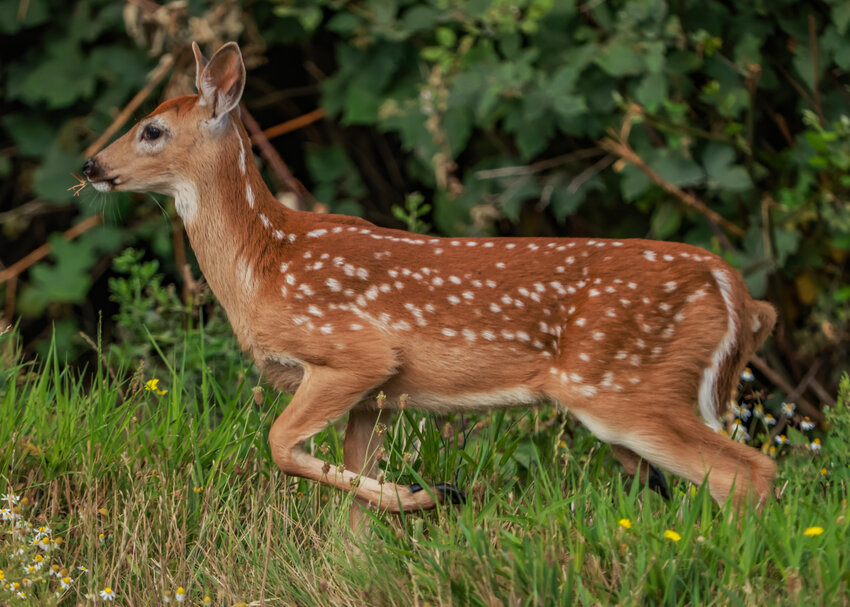 A Columbian white-tailed deer fawn prances through the brush at the Ridgefield National Wildlife Refuge on Tuesday, July 25.