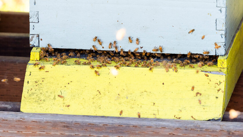 Bees buzz around a box on Dan Maughn&rsquo;s property near Adna on Monday, July 31.