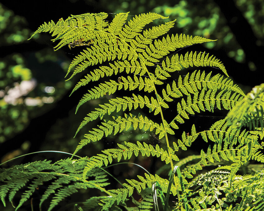 The underside of a lady fern, illuminated by the sun, stands out from the shadowy forest floor of Battle Ground Lake State Park.