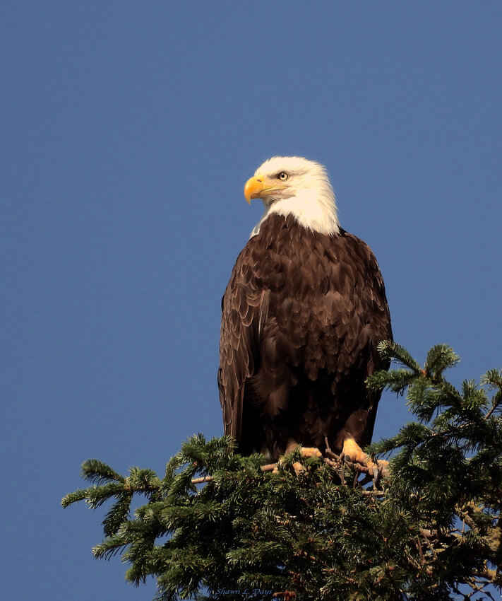 The &ldquo;glossy&rdquo; white head of a bald eagle shines in the morning sun on Friday, Aug. 4 near the trailhead of the Willapa Hills Trail in this photo submitted by Chehalis resident Shawn Days. To submit photos to The Chronicle for potential publication, email news@chronline.com.