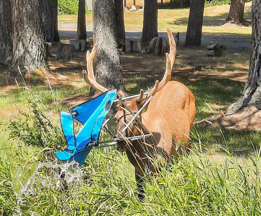 Packwood resident Brenda Sponholtz captured this photo of &quot;Hammock Head&quot; with his newest headwear, a camp chair, along Snyder Road in Packwood on Aug. 2.