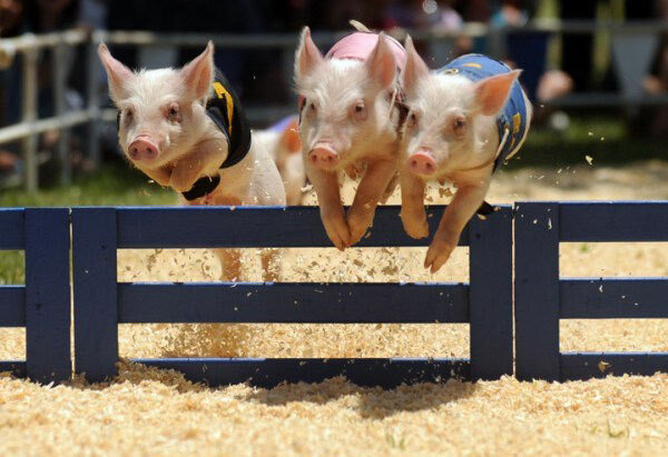 All-Alaskan Racing Pigs jump over obstacles in this photo provided by the Southwest Washington Fair office.