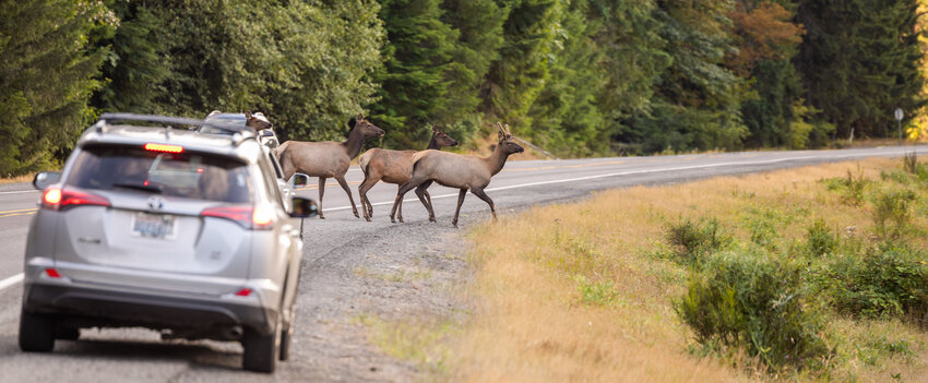 Cars pull over and stop as elk cross U.S. Highway 12 on Thursday, Aug. 10, in Packwood.