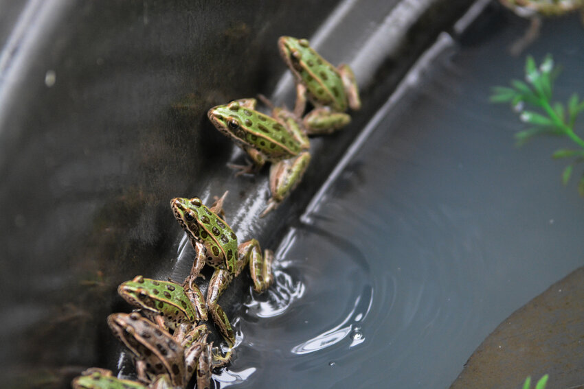 The northern leopard frog is an endangered species likely because of habitatloss and degradation, diseases, and climate change in the Pacific Northwest.