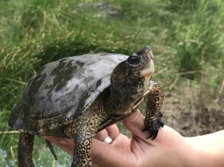 An adult northwestern pond turtle.