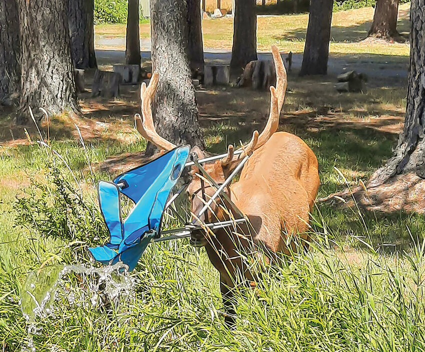 Packwood resident Brenda Sponholtz captured this photo of &ldquo;Hammock Head&rdquo; with his newest headwear, a camp chair, along Snyder Road in Packwood on Aug. 2.
