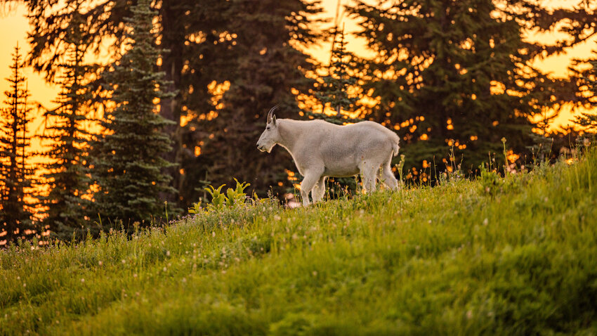 A mountain goat grazes at sunset near Paradise at Mount Rainier on Tuesday, Aug. 15, 2023.