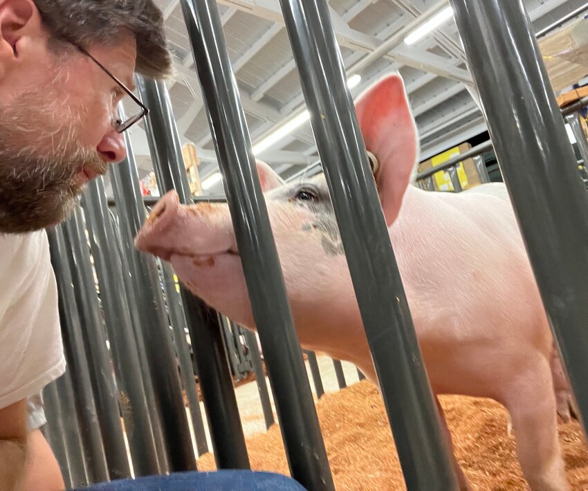 Chronicle columnist Brian Mittge studies the swine at the Southwest Washington Fair.