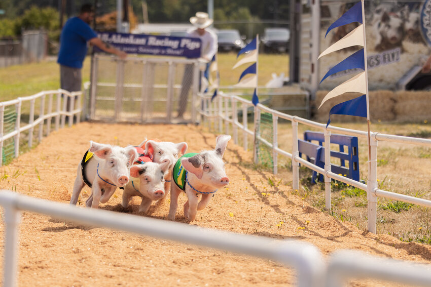 All-Alaskan Racing Pigs dash around a dirt track at the Southwest Washington Fairgrounds on Thursday, Aug. 17. The races are held behind the Fair Office at noon, 3 p.m. and 6 p.m. though Sunday at the fair.